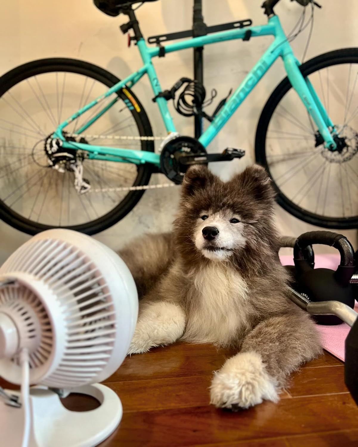 Vornado 560 Whole Room Air Circulator, Medium Floor Fan with 4 Speeds, Adjustable Tilt, Easy to Clean, Quiet Fan for Home, Office, Bedroom, White