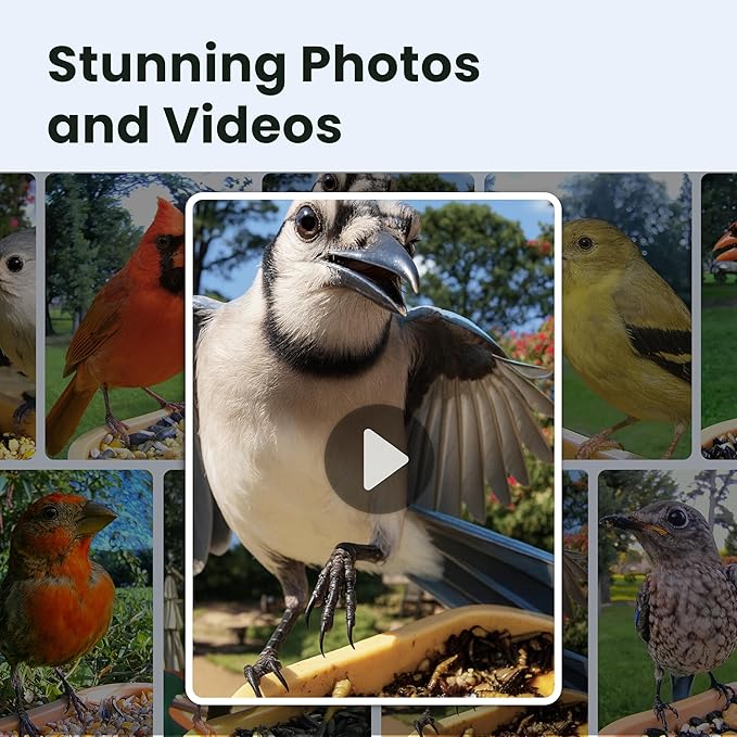Birdfy Smart Bird Feeder with Camera for Rookie, Camera Bird Feeder Dual Night Vision, AI Recognition IP66 Waterproof for BirdLovers