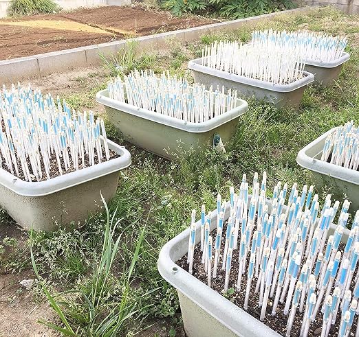 IPPINKA Sustee Aquameter, Set of 4, Plant Soil Moisture Sensor (Green, Medium)
